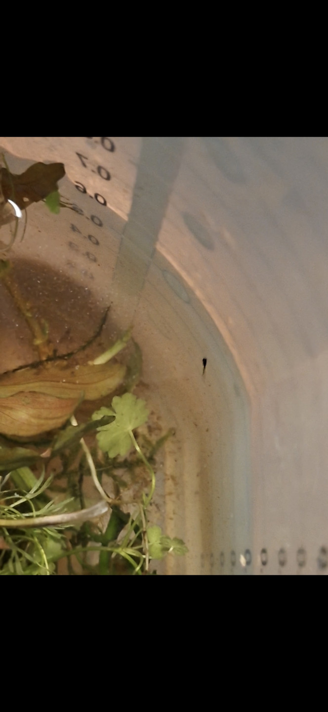 Surprise Pseudomugil Luminatus En bouturant mes plantes (java moss/ Sessiflora...) et en prenant un peu d eau du bac en surface, j ai decouvert ce petit bout de chou dans mon bol doseur