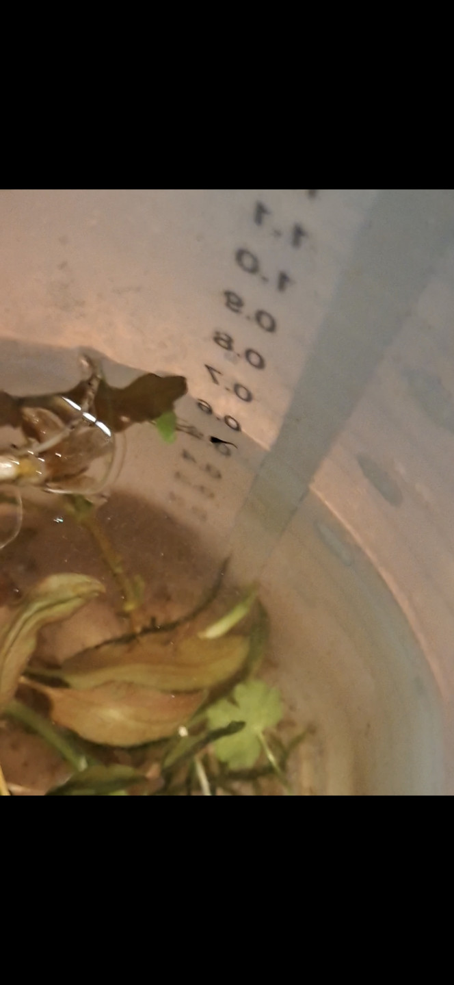 Surprise Pseudomugil Luminatus En bouturant mes plantes (java moss/ Sessiflora...) et en prenant un peu d eau du bac en surface, j ai decouvert ce petit bout de chou dans mon bol doseur
