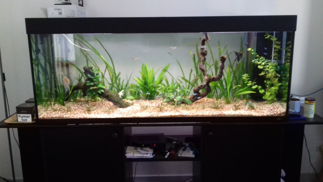  Une 30 ene de néons caporal, un ancitrus, 4 danio  ( autant à revenir ) un couple de scalaire
