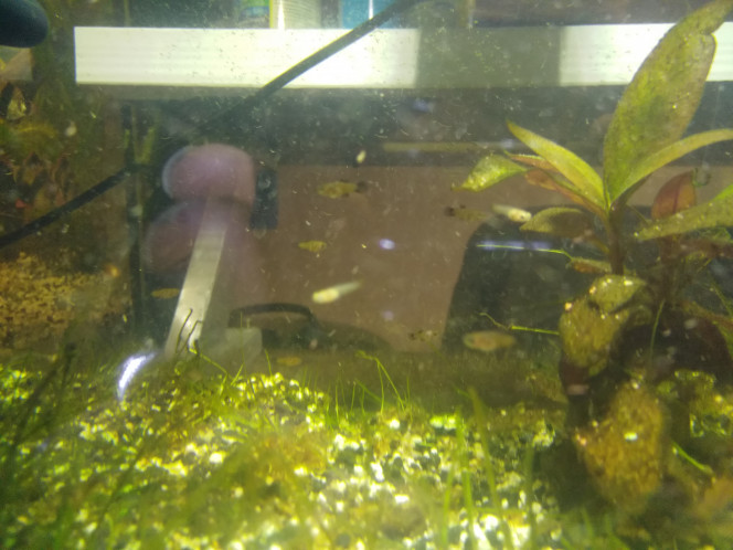 ALVINS PLATY naissance le 09 sept