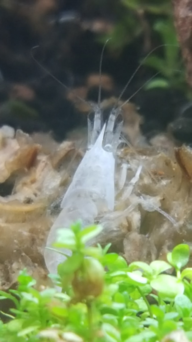Ghost Shrimp 