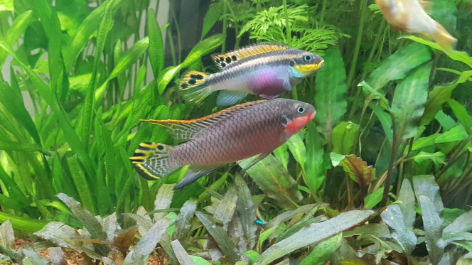 Nouveaux arrivants Pelvicachromis taeniatus Nigeria Red