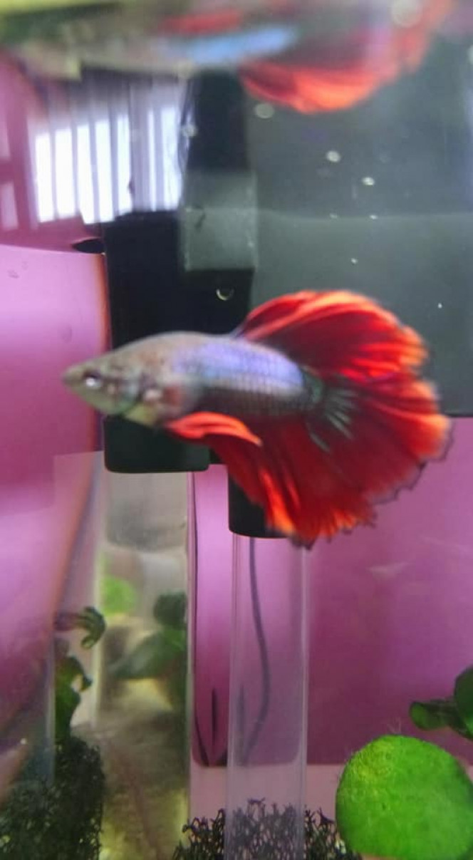 Photographie du post de jen-zen 