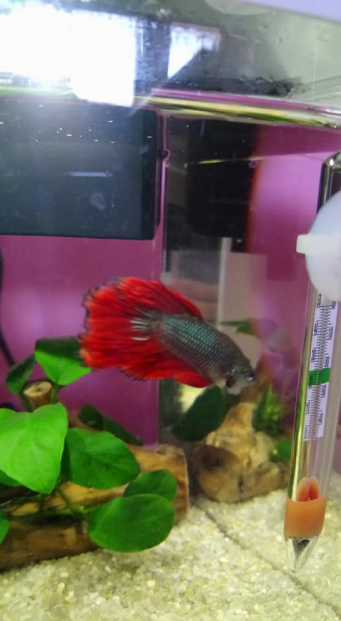 Photographie du post de jen-zen 