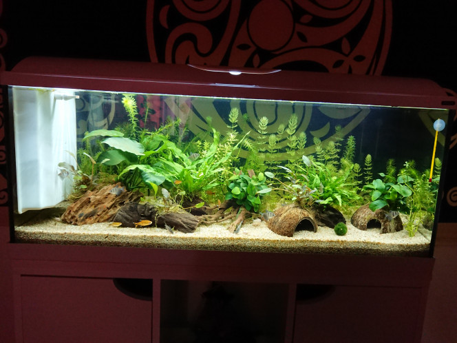 100L jungle naturelle Je possède dans mon 100L 

_ 4 corydoras albinos
 _ 5 corydoras elegans
_ 4 corydoras aeneus
 _ 3 crevettes japonica 
_ quelques crevettes red cherry 
_ 1 ancistrus 
_ 2 neritina