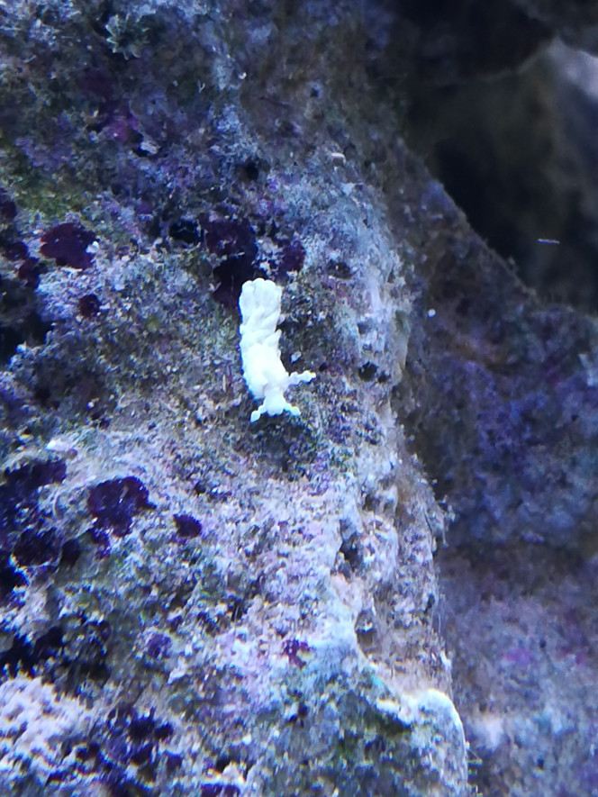  1er bebete au bout de 10 jours de démarrage une limace de mer