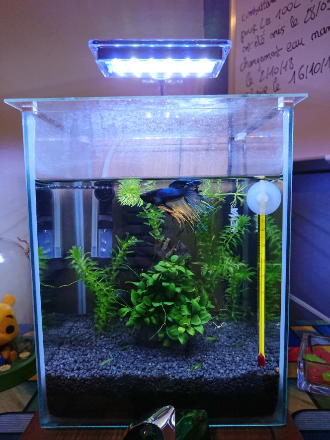 Jungle nano Nano de 10L Avec un betta crowntail qui se prénomme Orwell