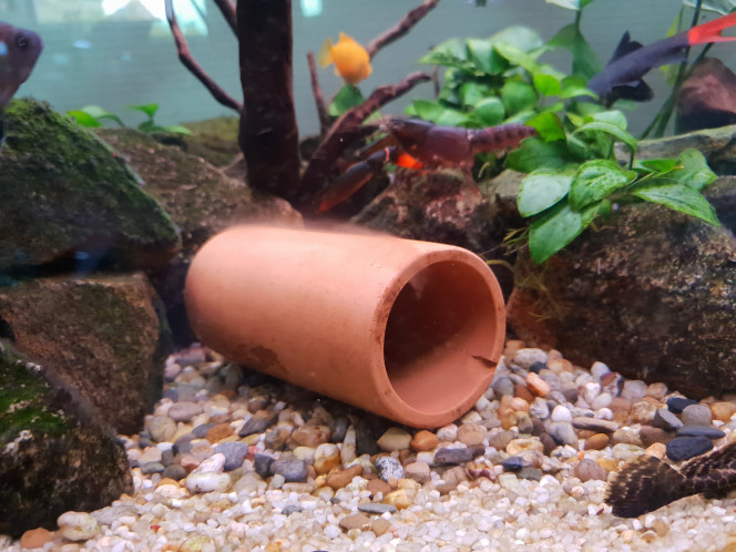 Nouvelle habitante dans mon 400 litres ! 