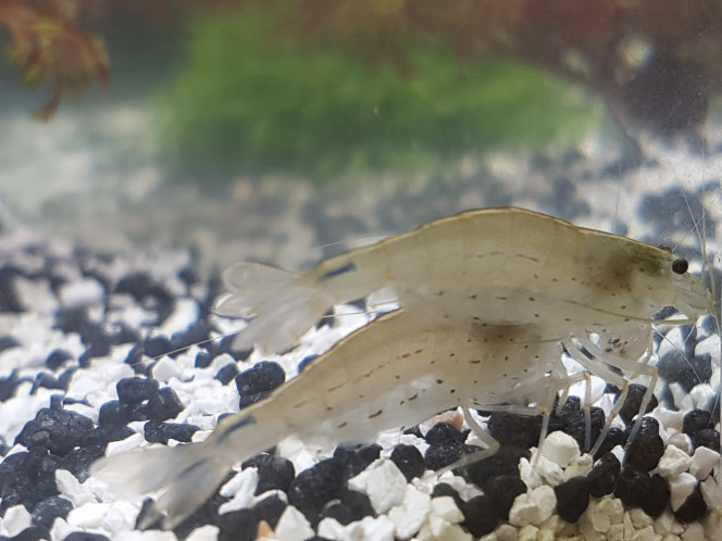 crevettes caridina multidentata 
