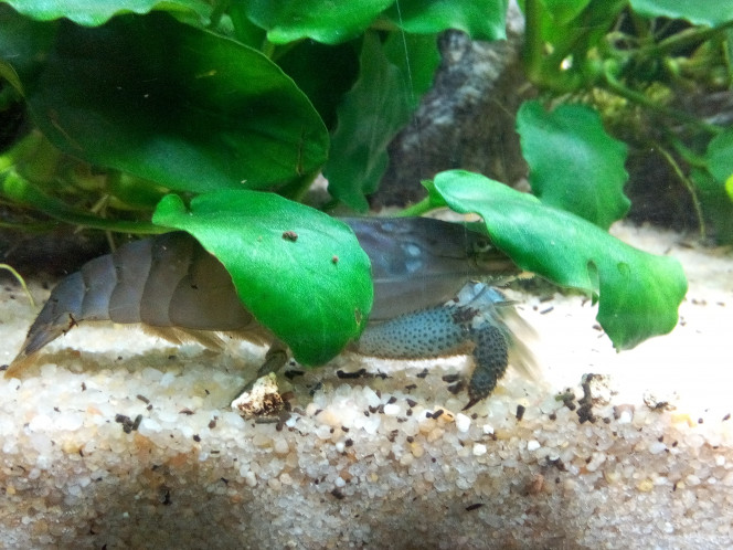 Bac Amérique du Sud Une des deux crevettes du Gabon, mais je ne sais pas laquelle, je vois soit l'une soit l'autre mais jamais les deux en même temps. Du coup, je ne sais pas qui est qui...