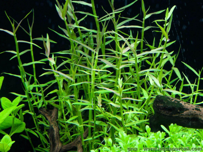 Photographie du post de shanganagh-takhisis 