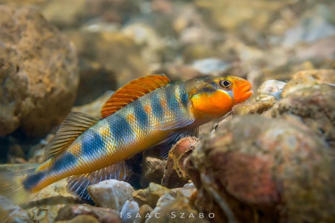 Photographie du post de NakMuay 