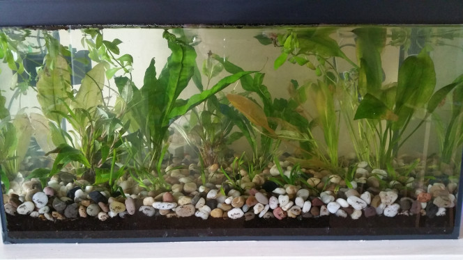 Aquarium à la mise en eau 