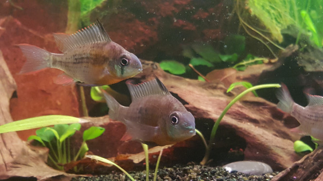 mikrogeophagus altispinosus 