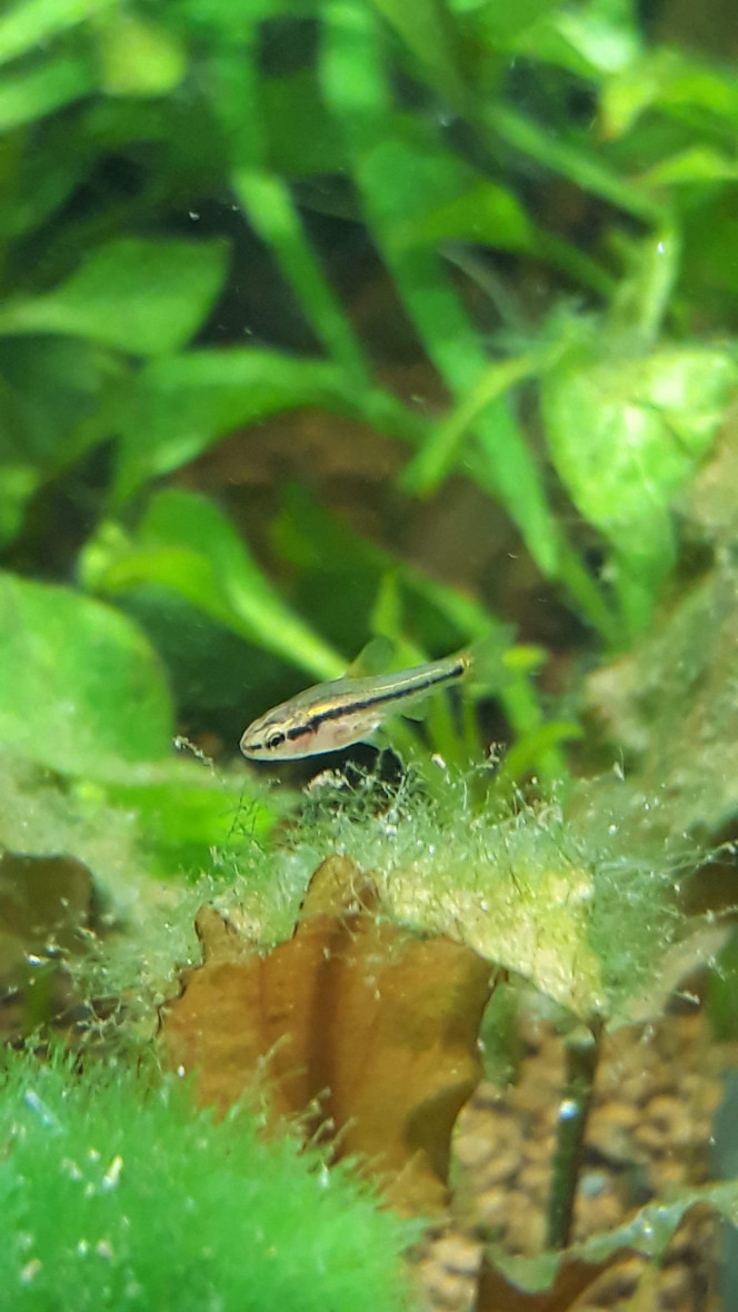 Barbus cerise juvénile Une jolie surprise découverte un matin dans l'aquarium, il grandit bien et les adultes ne semblent pas s'y intéresser... âge actuel estimé à 3 semaines