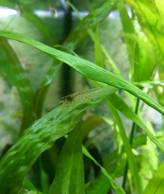  Petite crevette Caridina Japonica