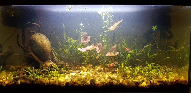 Photo mise à jours Voilà à quoi ressemble mon aquarium 1 an après sa mise en eau et un peu de mise à jour végétale pour réussir à  obtenir un résultat qui me plaît et qui fait naturel.