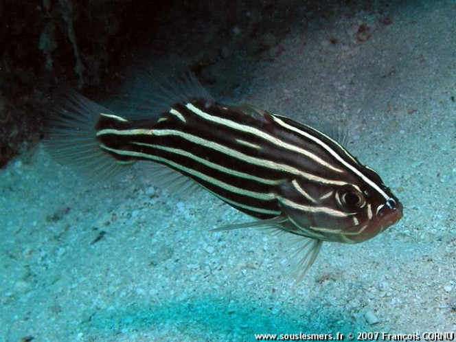 Photographie du post de shanganagh-takhisis 