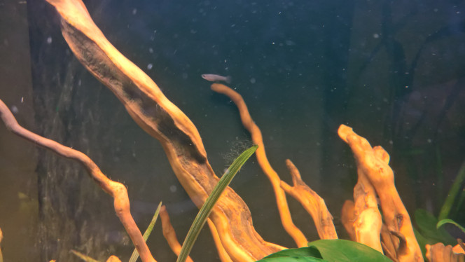 Bébé guppy petit bébé guppy en balade, rescapé de la première ponte de mes 6 femelles...