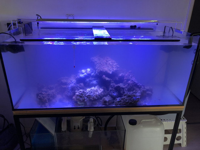 Recifal Mise en route le 21 décembre deux pompe de brassage tunze écumeur bubble magus e5 
Rampe nemolight 96watt 
340 l d’eau de mer avec Red Sea coral pro