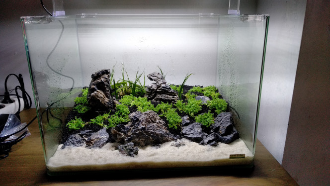 Lancement Voilà, lancement de mon tout premier aquarium !!! Démarrage en dry start pour que mes racines prennent bien.