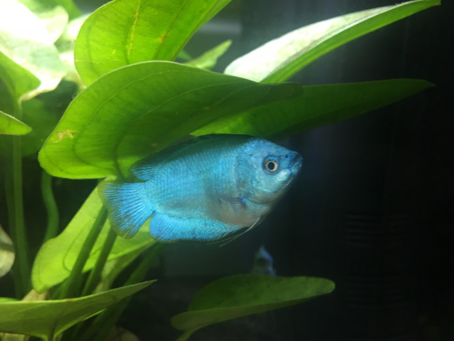 Colisa lalia cobalt femelle 