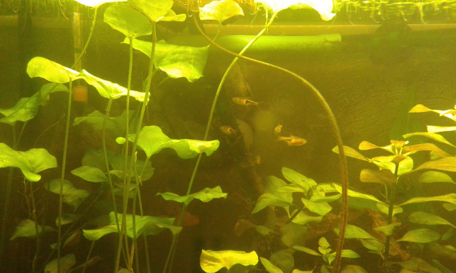 Rasbora espei Nouveaux habitants