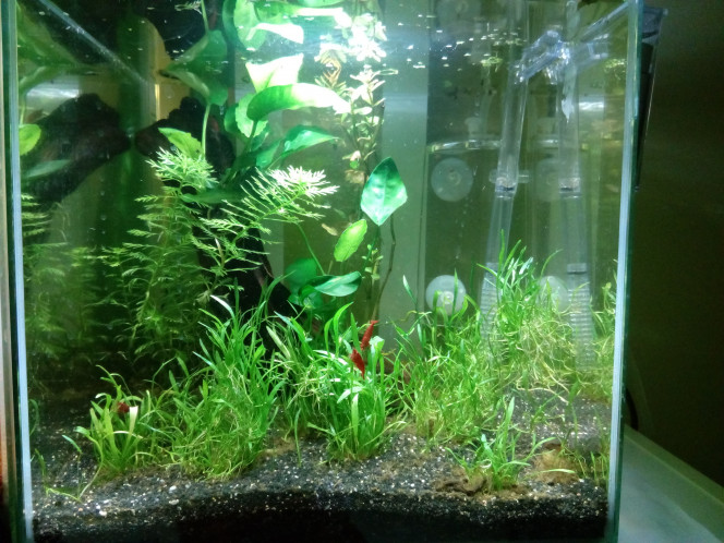 15 litres aquascape 