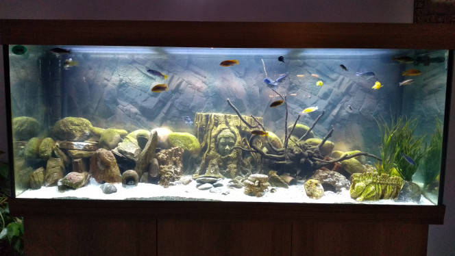 Malawi mbunas 450 litres 