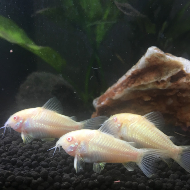 Corydoras aeneus albinos 