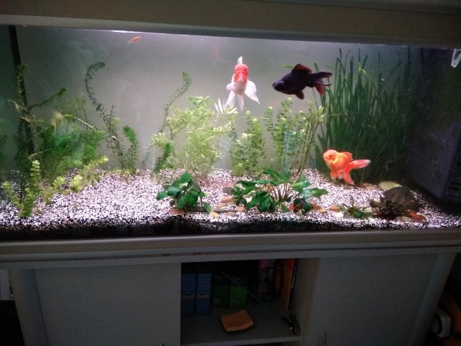 Mes trois gros Évolution de mon aquarium