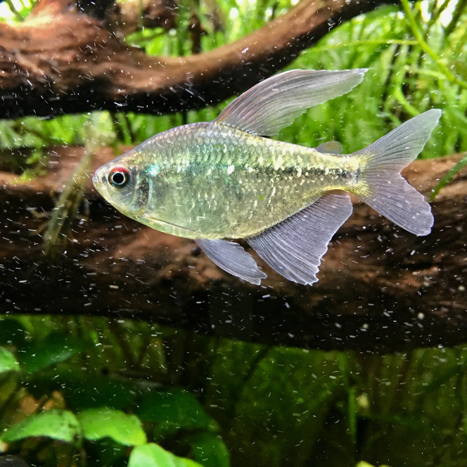 Photographie du post de dolfish 