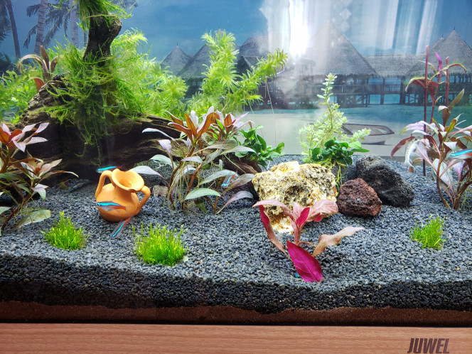 aqua 180 mon aquarium vieux de 10 jours