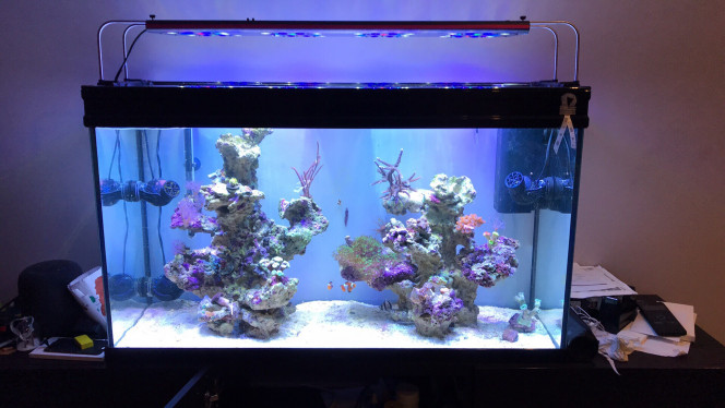 Installe de la nouvelle rampe Voila c'est fait installe de la rampe Evergrow It5080.... 
Plus qu'a ranger autour de l'aqua.