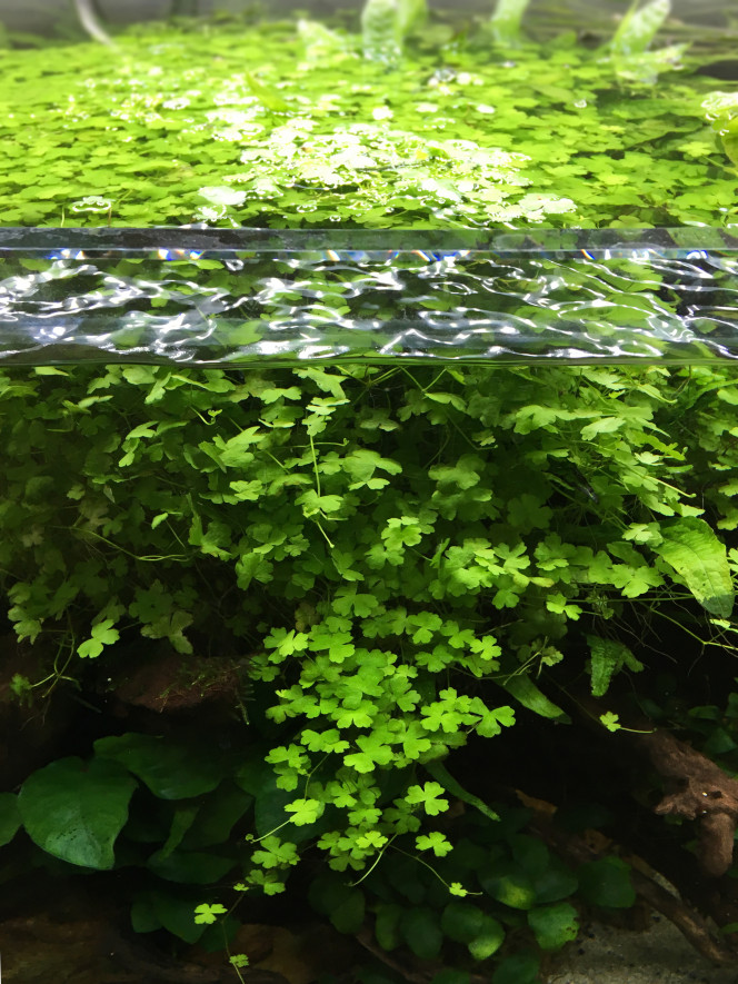 Hydrocotyle Tripartita 