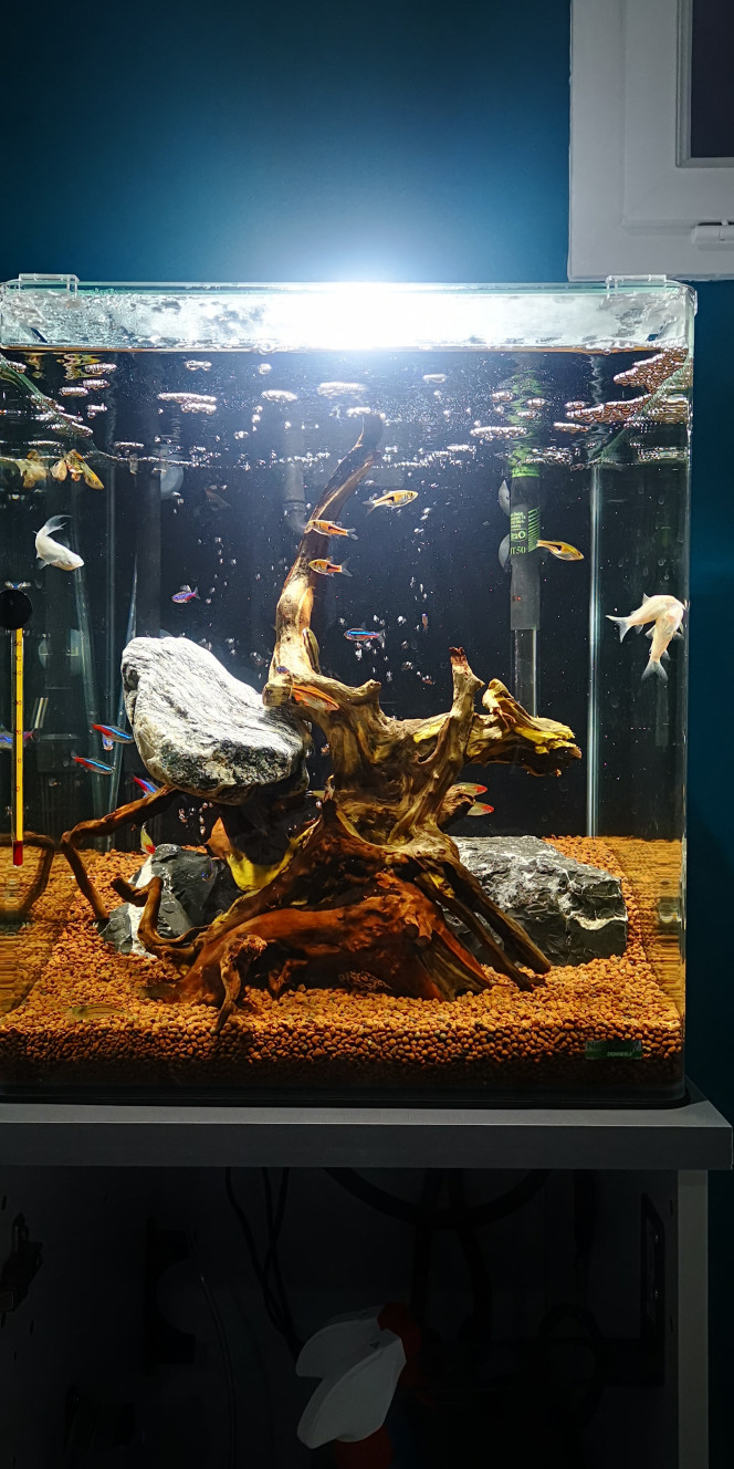 Mon nano aquarium 60L 