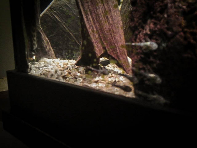 agencement du bac repro. j'ai rajouté de la déco provisoire et une echinodorus depuis 15 jours pour l'instant totalement ignorée par les ancistrus.
3 adultes et plein de petits, j'en ai repêché 27 dans le filtre avant de rajouter une grille sur la crépine, et il en restait dans le bac. je dois bien en avoir une trentaine qui restent bien planqués sous les yeux attentifs des parents qui continuent de les surveiller.