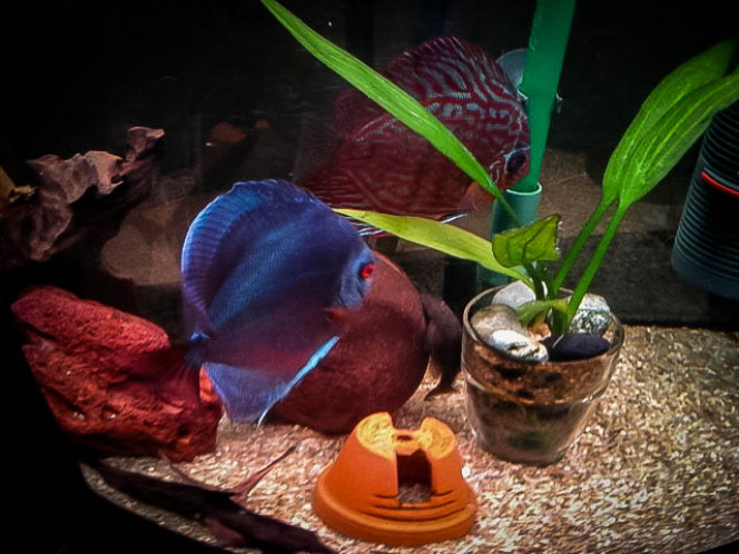 agencement du bac repro. j'ai rajouté de la déco provisoire et une echinodorus depuis 15 jours pour l'instant totalement ignorée par les ancistrus.
3 adultes et plein de petits, j'en ai repêché 27 dans le filtre avant de rajouter une grille sur la crépine, et il en restait dans le bac. je dois bien en avoir une trentaine qui restent bien planqués sous les yeux attentifs des parents qui continuent de les surveiller.