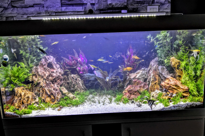 AQUARIUM VIVALINE LED 225 L but , 180 L net
100x45x50 cm