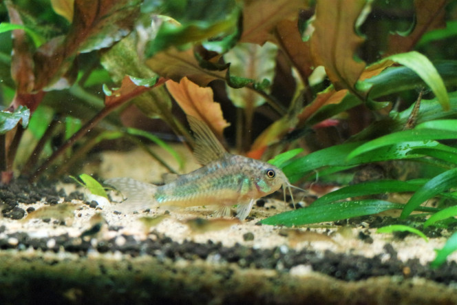 Un de mes corydoras paleatus 