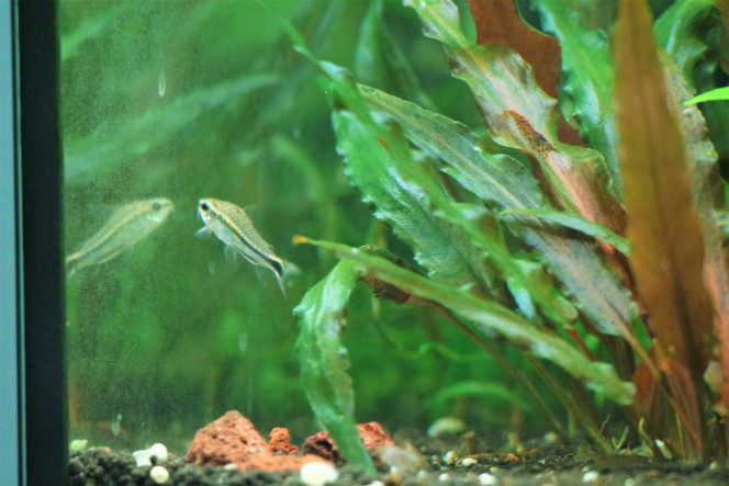 Un de mes corydoras pymaeus (ils sont plutôt timide) 