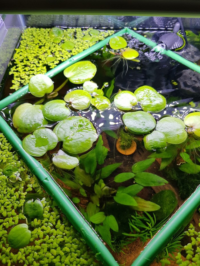 Lentilles d'eau 3 en 1 combo de plantes flottantes aquatiques