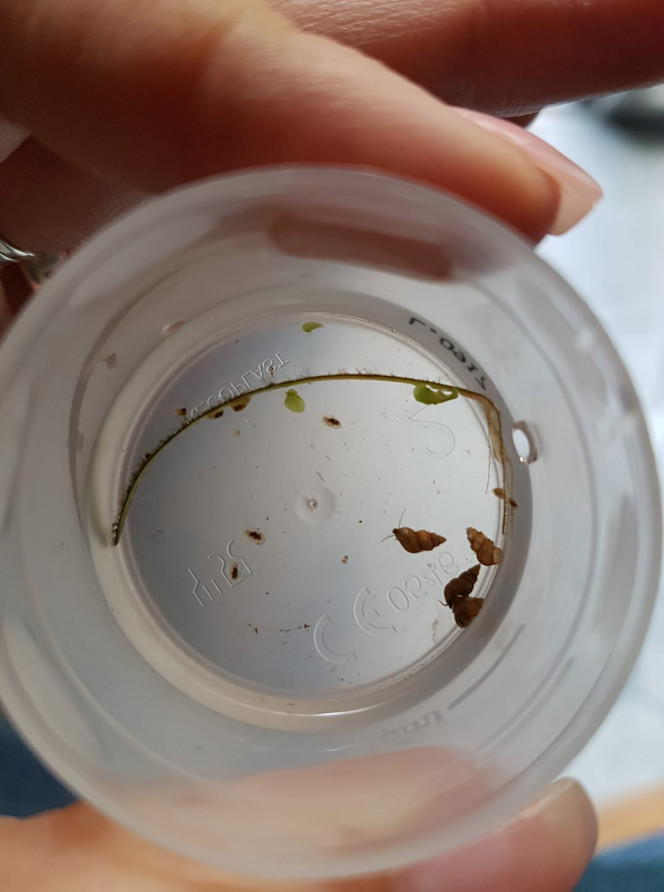  Patellines et micro melanoides (espèce inconnue)

De par ma publication, je viens d'apprendre que ces "mélanoides" sont des hydrobie des antipodes