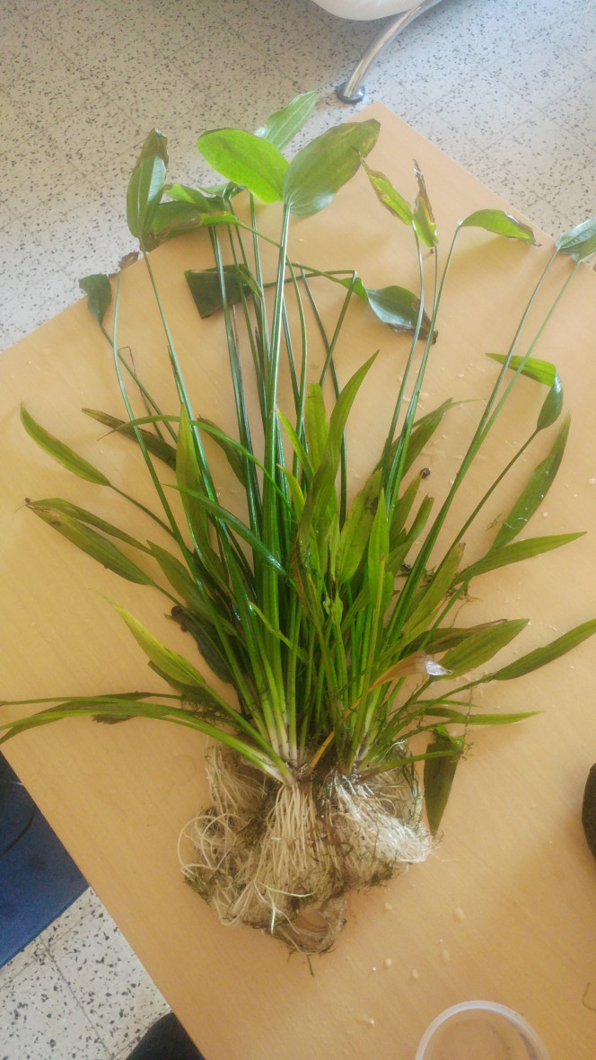 Echinodorus grandiflorus Suppression il y a quelques mois elle atteignait facilement 75cm de haut pour mon bac fermé de 50cm de hauteur.