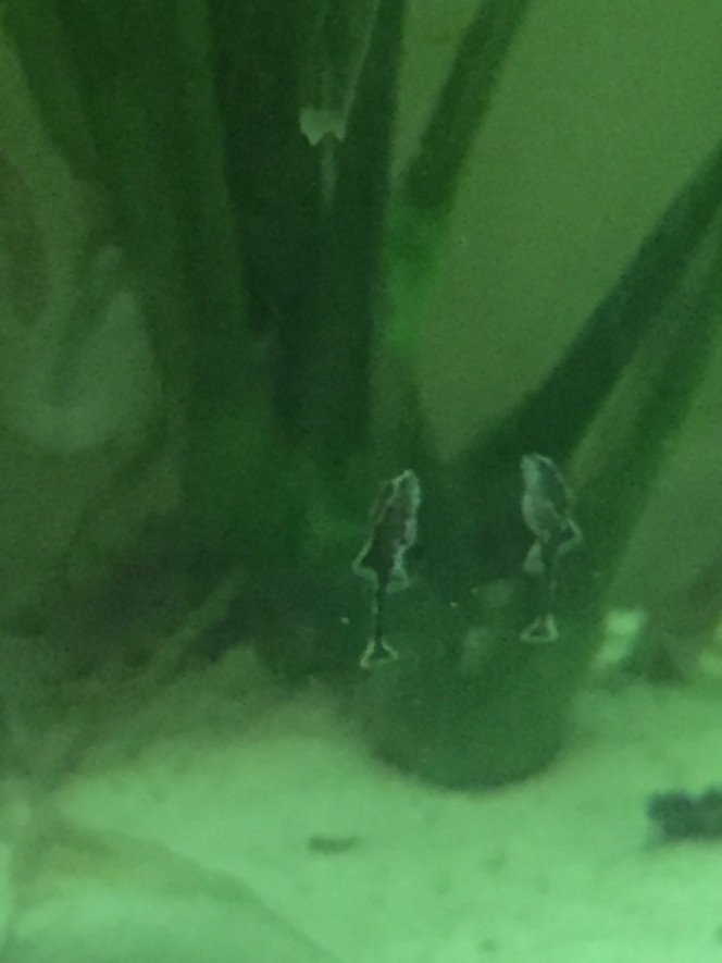 Photographie du post de Aquario420 