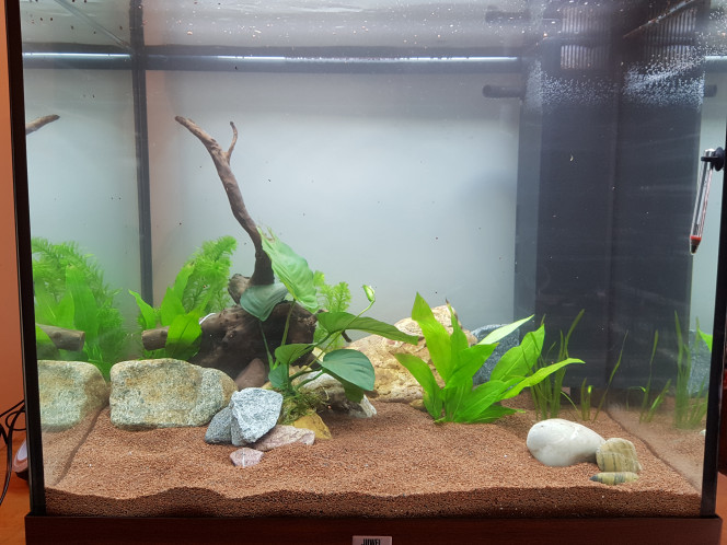  deuxième version de mon aquarium .  J'ai mis la racine qui c'est mise à flotter . Donc je l'ai lestée et comme je ne suis pas pêcheur je n'avais que du fil blanc . Bon c'est pas grave , il me plaît bien comme ça . On verra plus tard pour les plantes devant .
