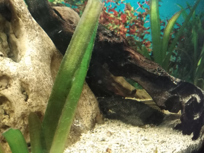 Femelle ancitrus 