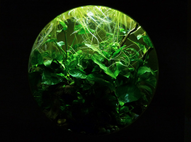  Ce fut mon premier aquarium, à l'époque je trouvais la forme en hublot dans le meuble sympa. Bon, maintenant, ce n'est pas cela que j'achèterais mais il est toujours en eau. Après plusieurs changements de décors et de population, le voici donc, plutôt style forêt vierge peuplé de poecilia wingei, caridina japonica et neritina.