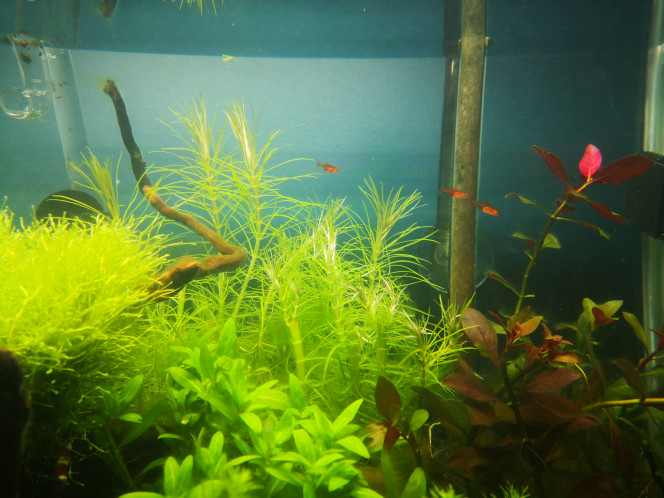 Alevins hyphessobrycon amandae Les 3 frères
