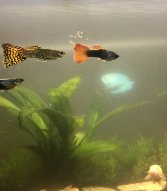 Oeufs corydoras Bonjour, 

Petite surprise en rentrant, mes corydoras aeneus ont pondu. Mais je ne sais pas quoi faire, y’a t’il des choses en particulier auquelles je dois prêter attention? Dois-je les laisser dans l’aquarium (communautaire) ?